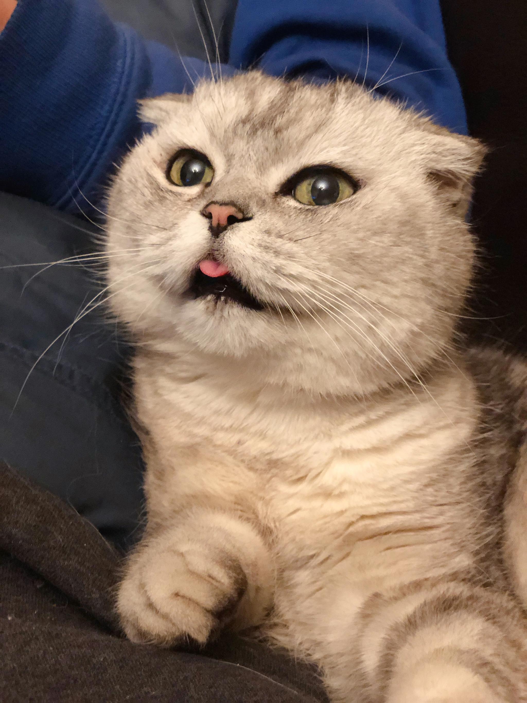 猪哥又跑来跟猫爸腻歪了