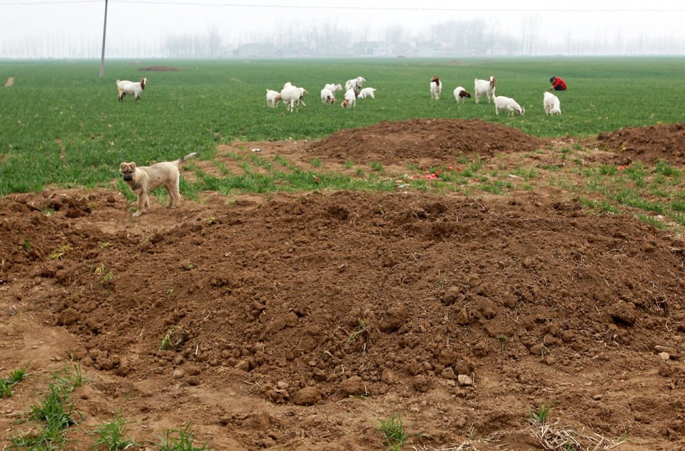 那年河南周口平坟:坟头虽然平掉了,谁也不愿在祖坟上种庄稼!