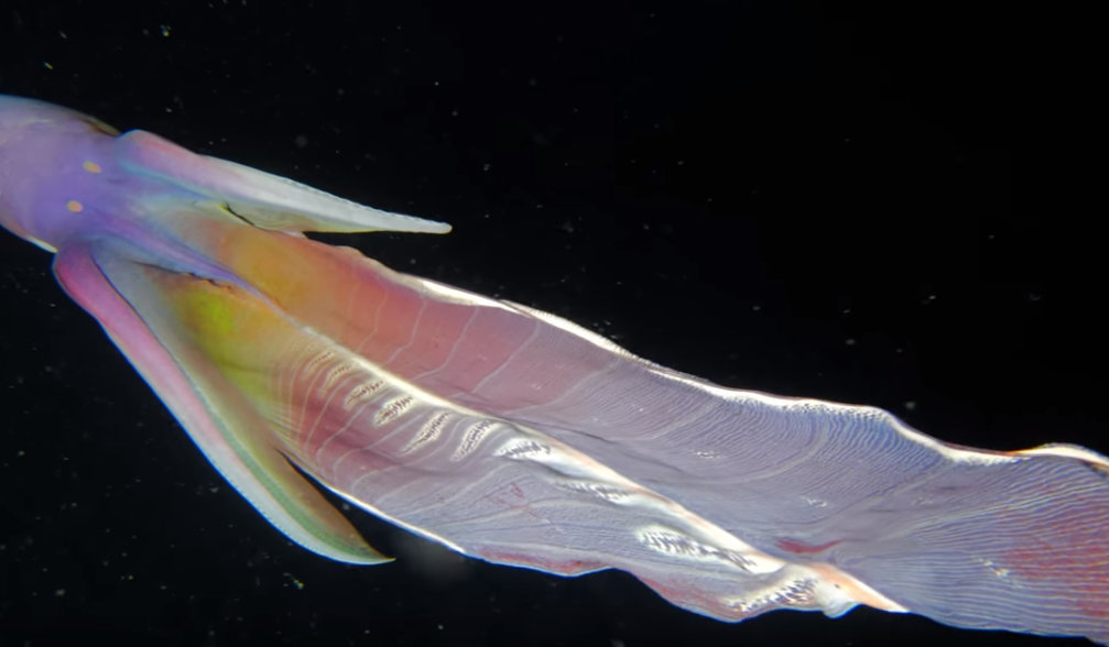 毯子章鱼在漆黑海水里游动的画面,仿佛彩色画卷展开.