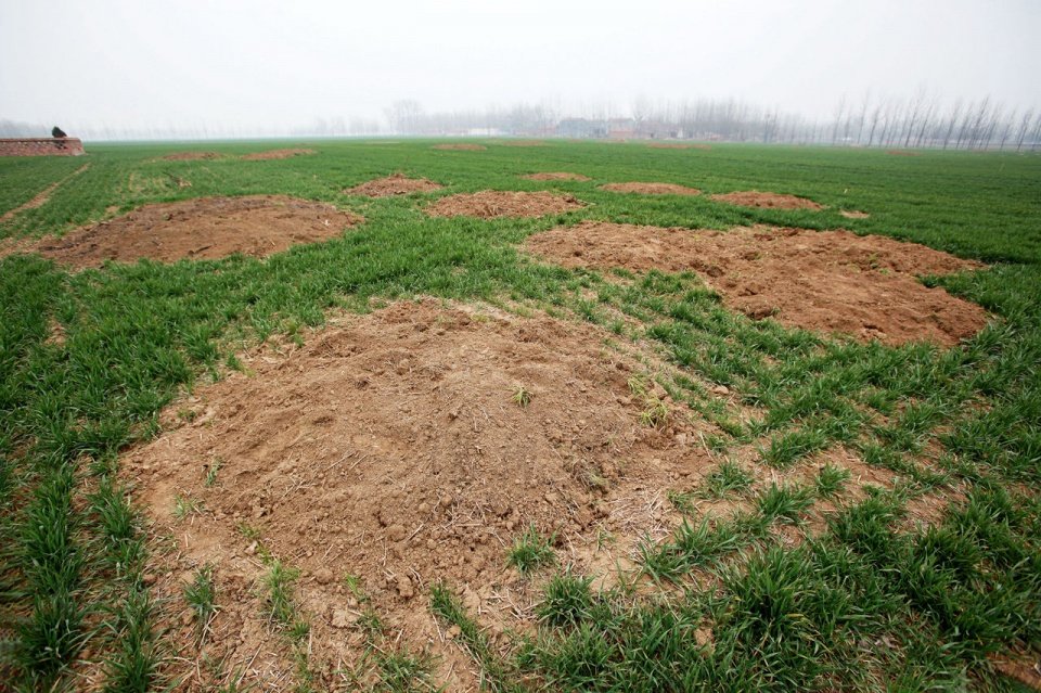 那年河南周口平坟:坟头虽然平掉了,谁也不愿在祖坟上种庄稼!