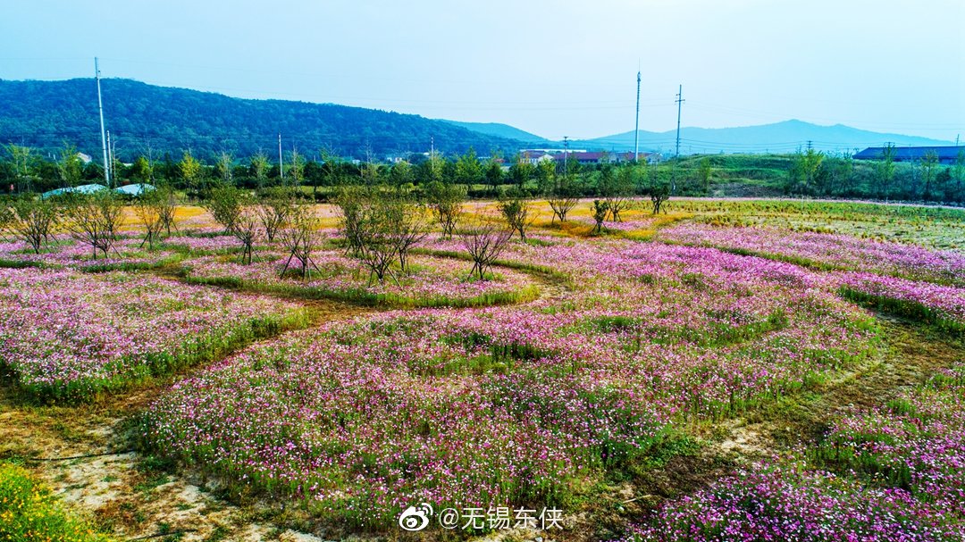 走进无锡九龙湾花星球的花海,红尘的心变得自由自在.