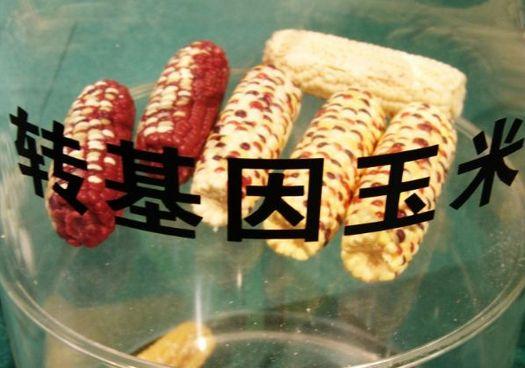 农民能不能分辨转基因种子呢?