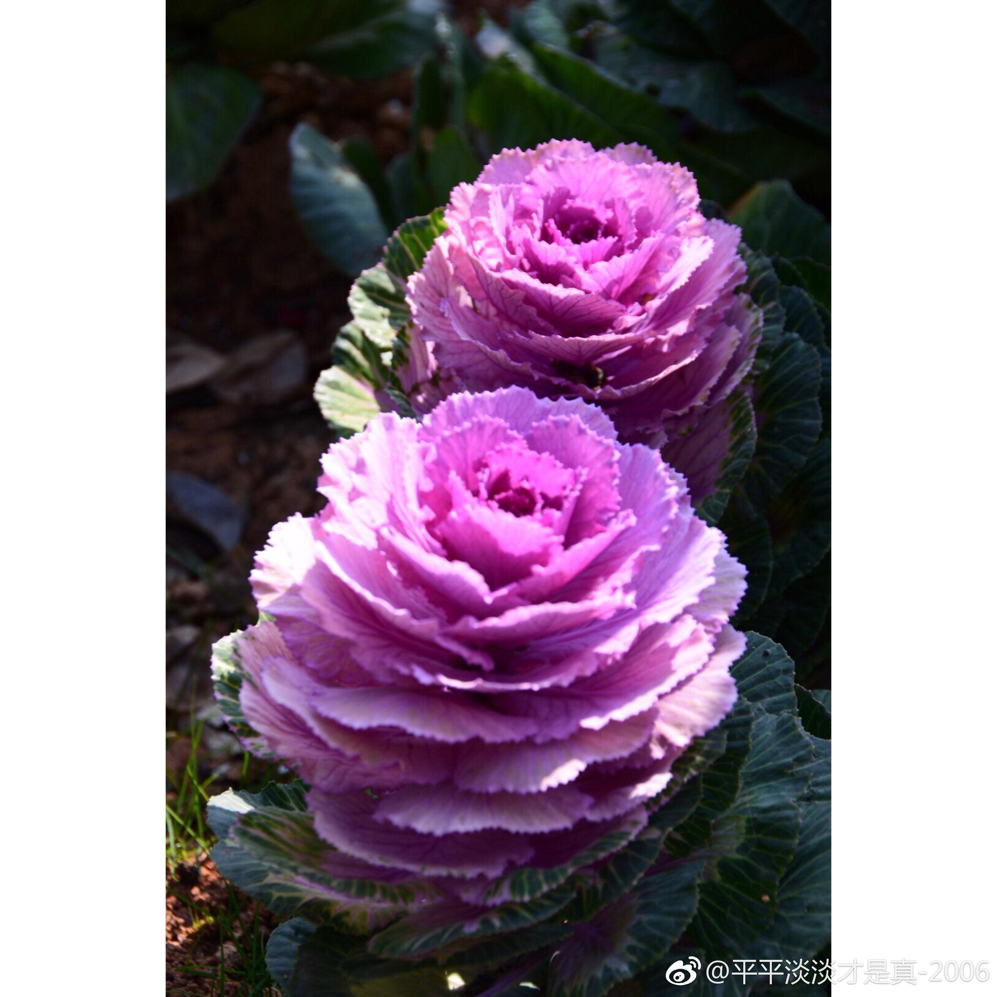 羽衣甘蓝叶如花 中国图库tukuchina 中国图库冯飞燕 微博摄影 羽衣甘蓝叶如花 中国图库tukuchina 中国图库冯飞燕 微博摄影
