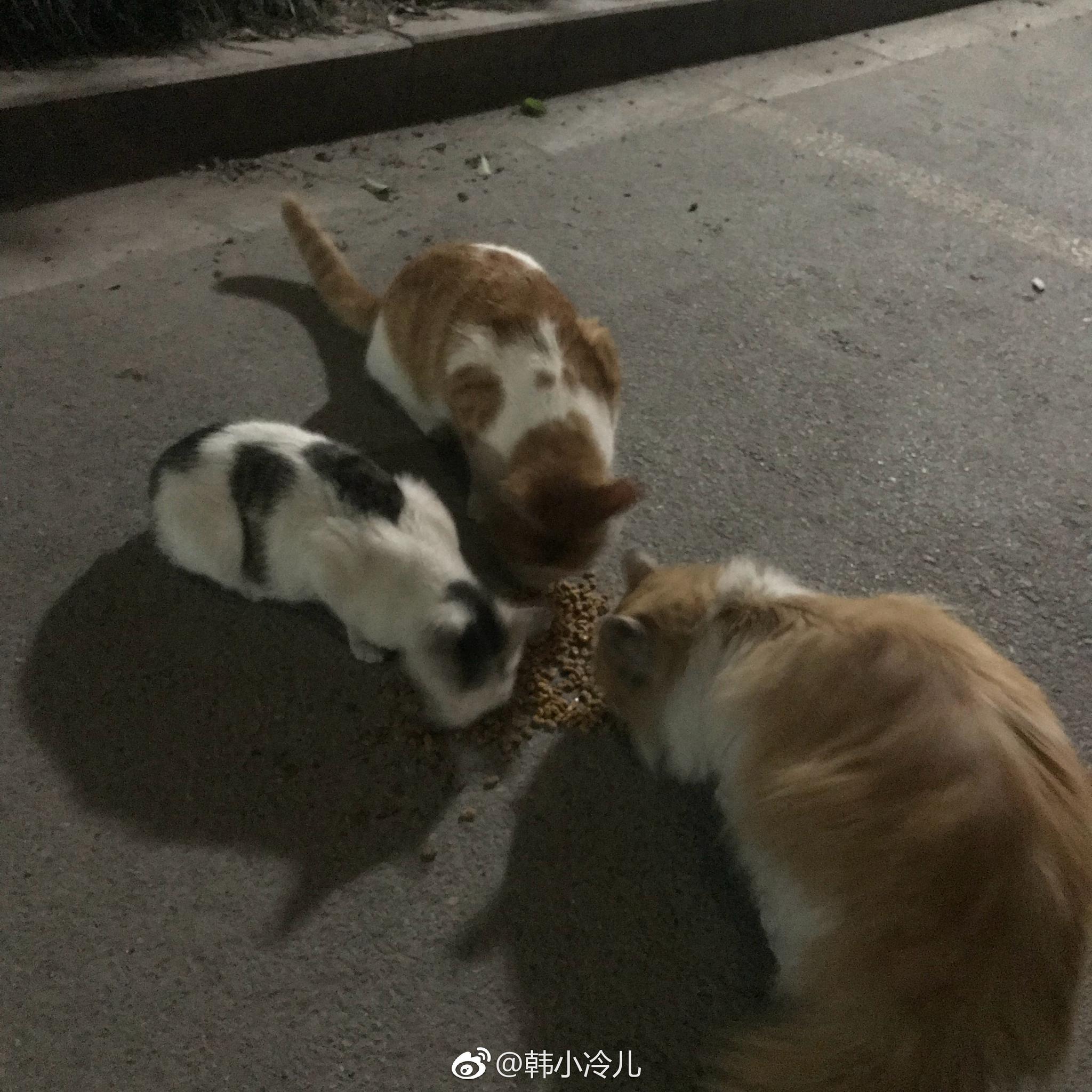 小区里几只流浪猫。发现这几天每天晚上都会去喂|杭州|流浪猫|猫咪_新浪新闻