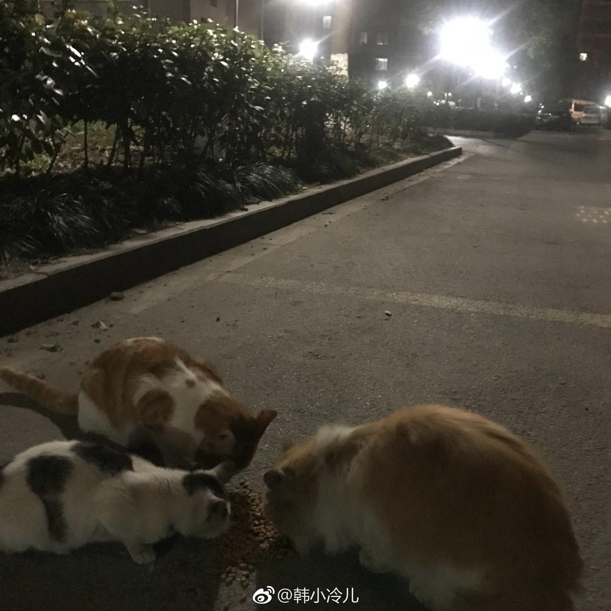 小区里几只流浪猫。发现这几天每天晚上都会去喂|杭州|流浪猫|猫咪_新浪新闻