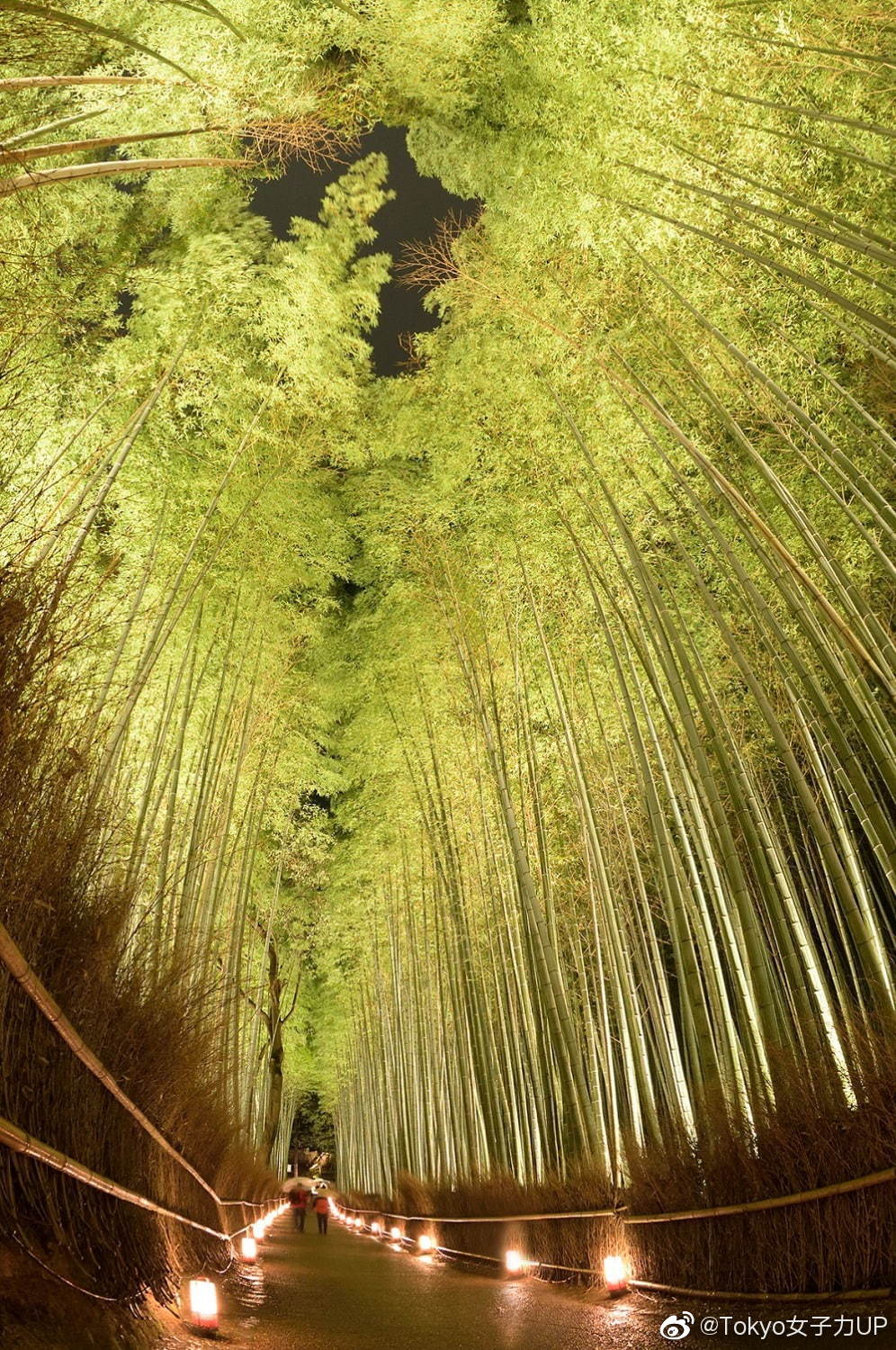京都 岚山花灯路 19