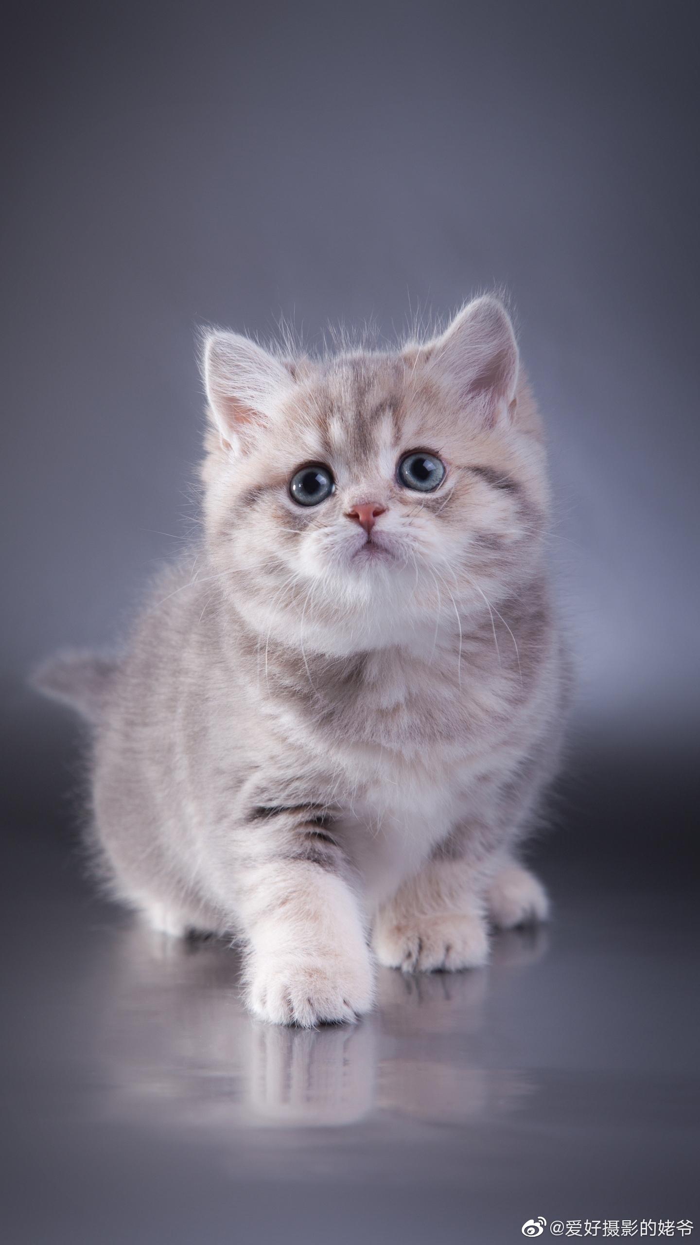 汪汪和猫咪网络图片感谢各位拍摄者大家晚上好