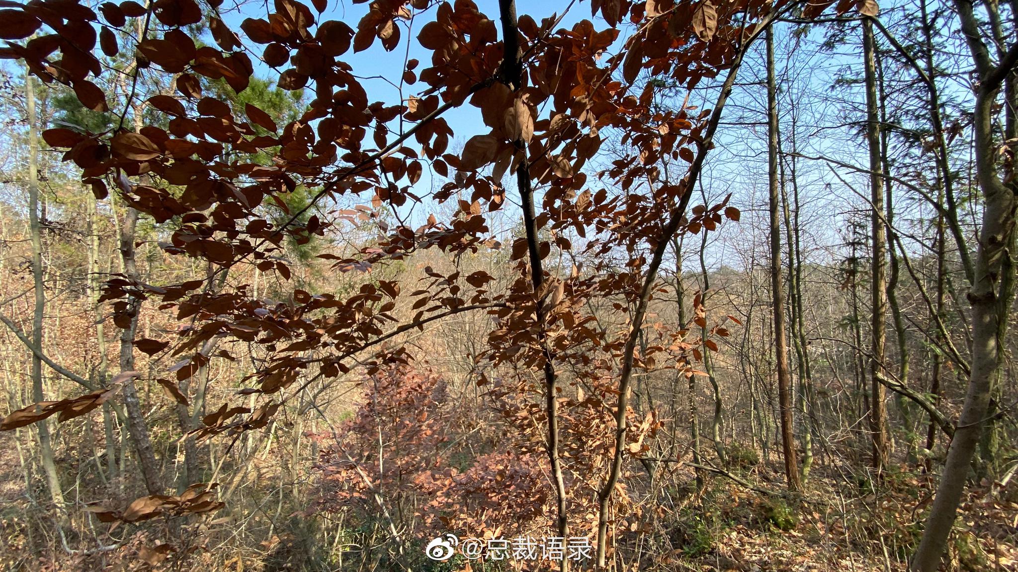 这几天每天坚持去爬山,渐渐地也不怀疑自己有什么病了