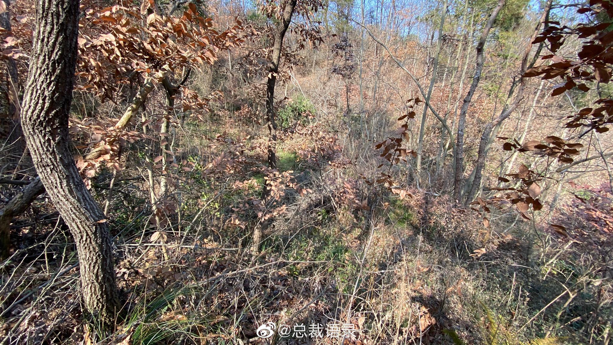 这几天每天坚持去爬山,渐渐地也不怀疑自己有什么病了