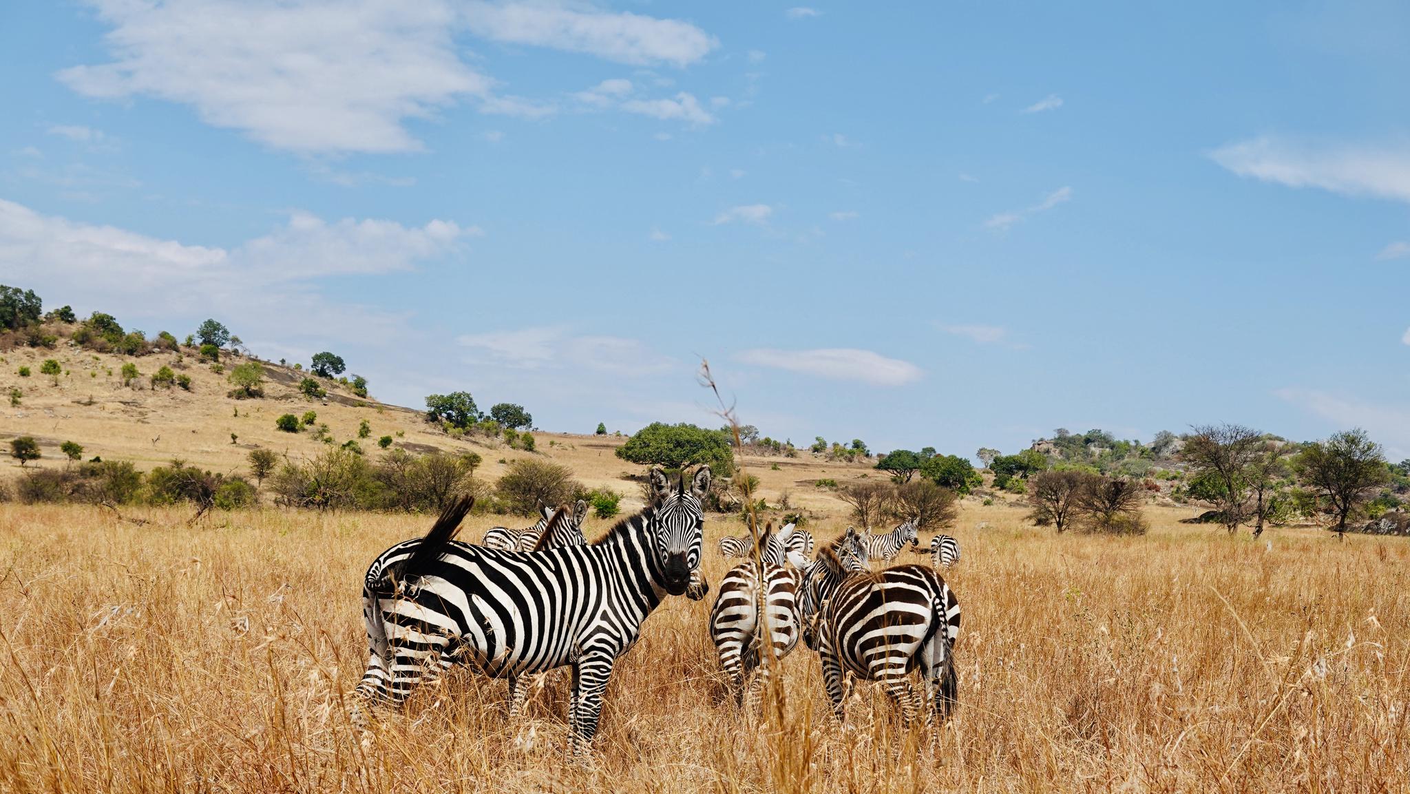 几天在塞伦盖蒂大草原上0信号状态下|塞伦盖蒂|帐篷|马拉河_新浪新闻