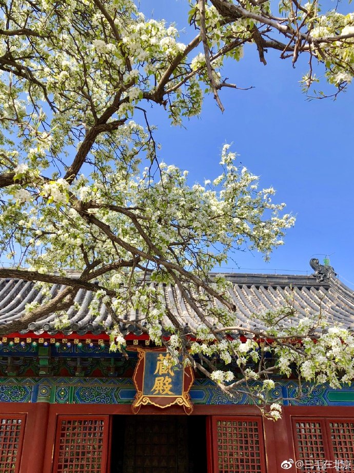 梨花开满北京智化寺摄影;@三毛在北京