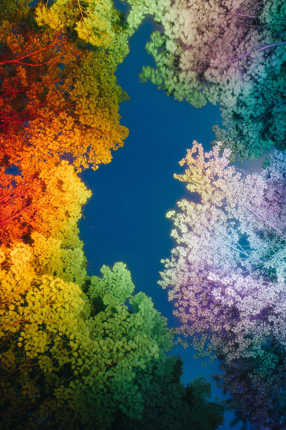 彩虹树 | daniel mercadante