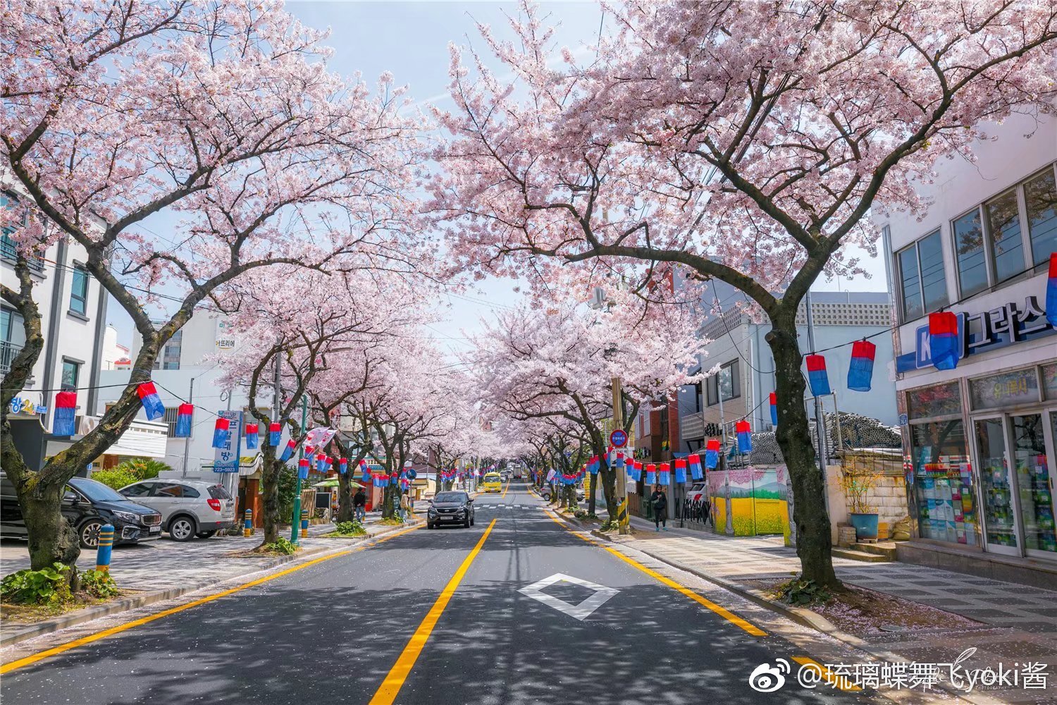 在韩国济州岛的樱花庆典大约有3个,分别是典农路,长田里,济州大学.