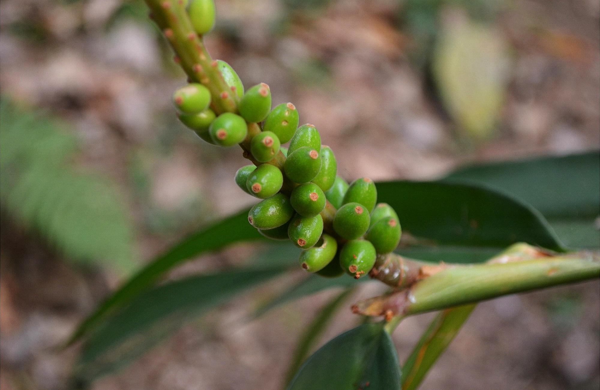 山里这种竹子果实是稀罕物古时称为仙果对肾有好处