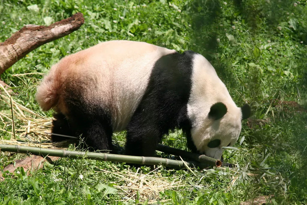 《兽娘动物园2》你告诉我:大熊猫的尾巴什么颜色?