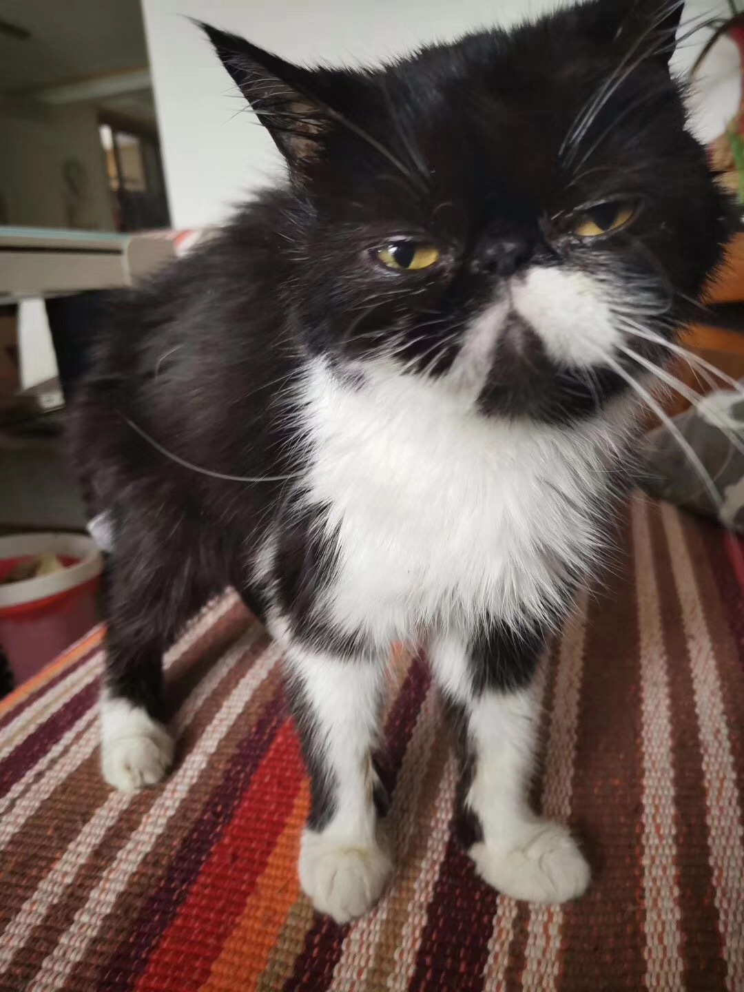 网友寻猫启示:黑白加菲猫于近期在未来方舟f7组团走丢