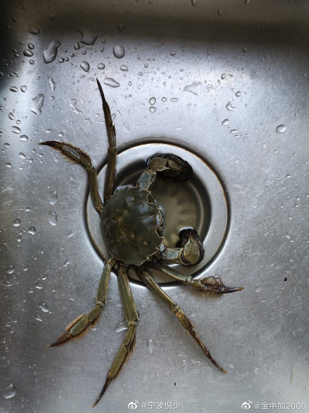 自己钓的一只小毛蟹,发图给某人看,某人说,可以做毛蟹炒年糕_高清图集