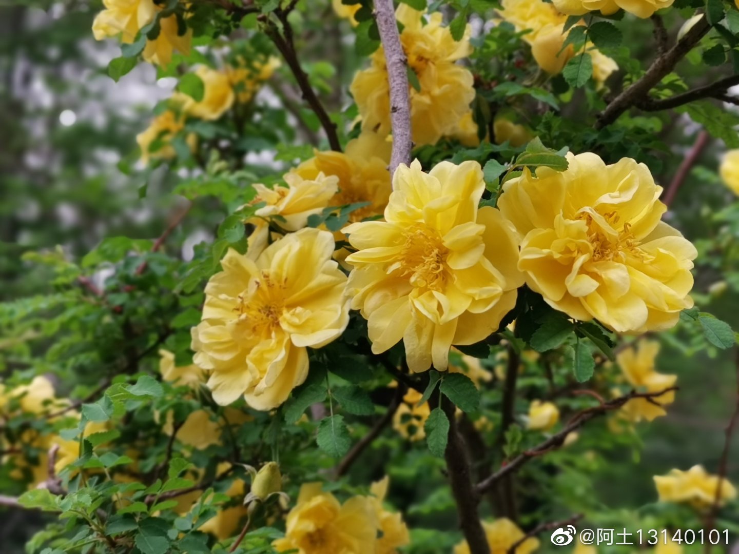 黄刺玫,拉丁学名: Rosa xanthina Lindl,落叶灌木|黄刺玫|落叶灌木|托叶_新浪新闻