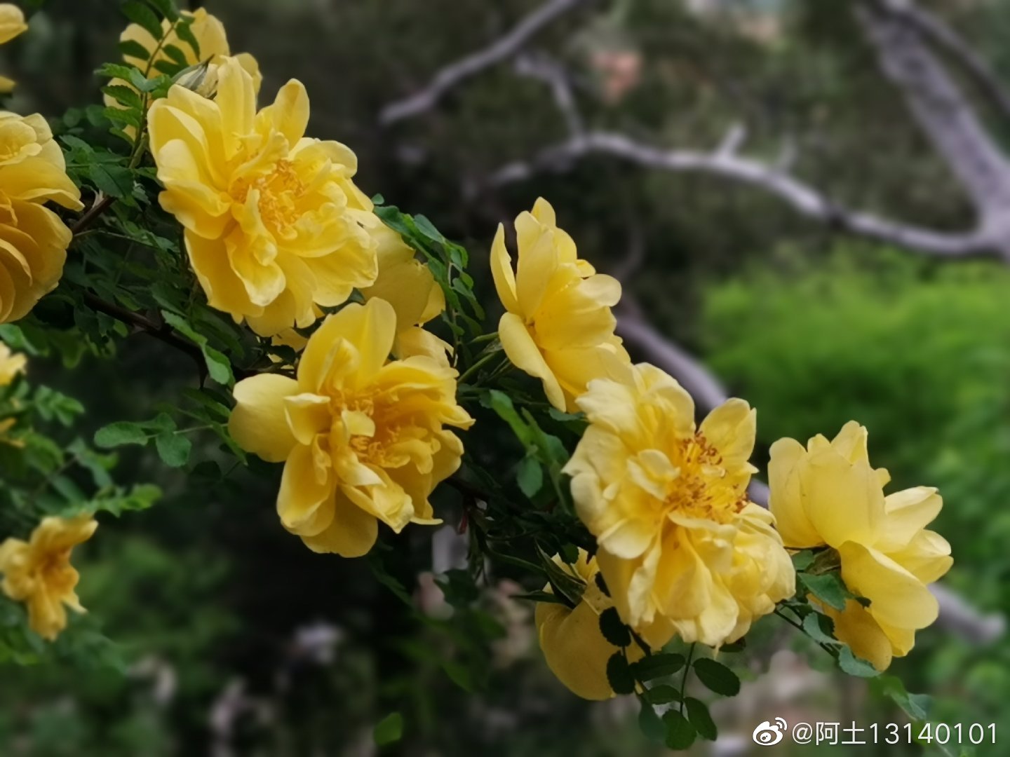 黄刺玫,拉丁学名: Rosa xanthina Lindl,落叶灌木|黄刺玫|落叶灌木|托叶_新浪新闻