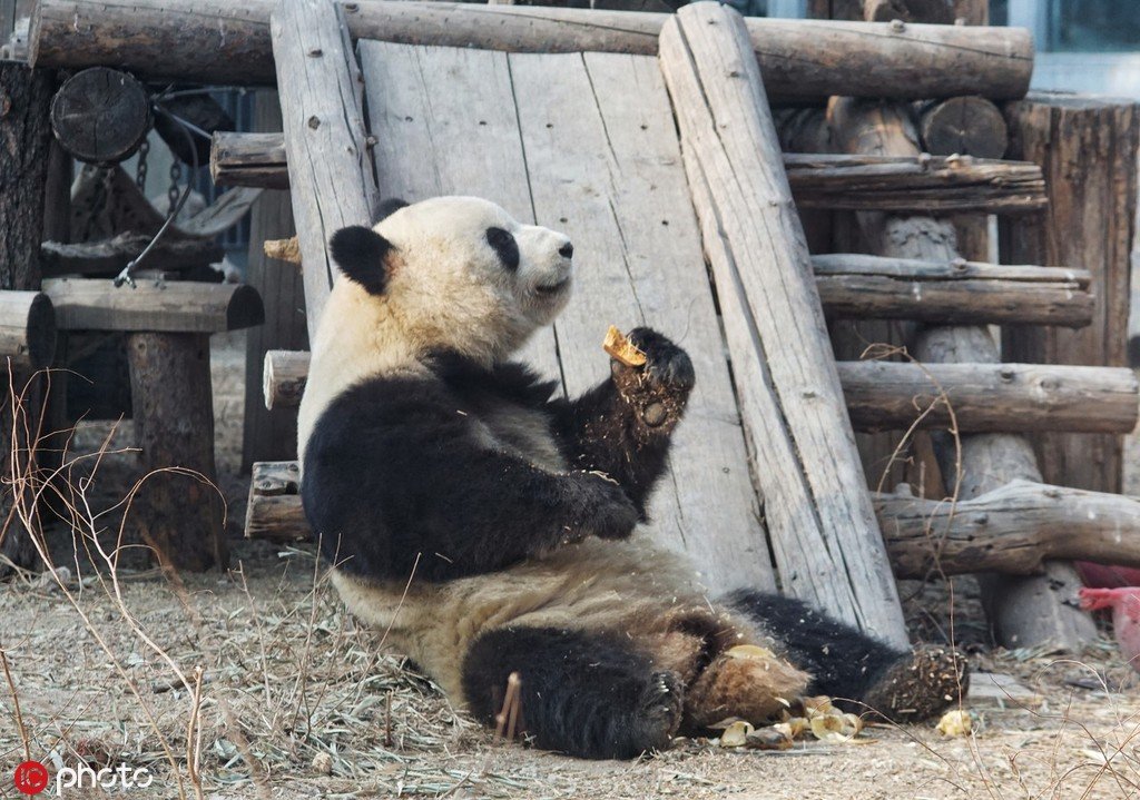大熊猫"春季健身"动作到位 憨态可掬