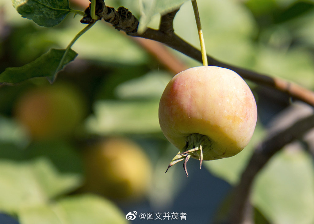 春天一树海棠花繁茂缤纷现在是一树海棠果拥挤地压弯枝头