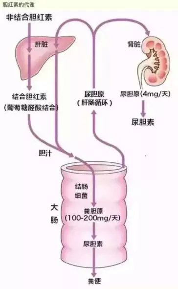 关于新生儿黄疸,你不可不知的那些事