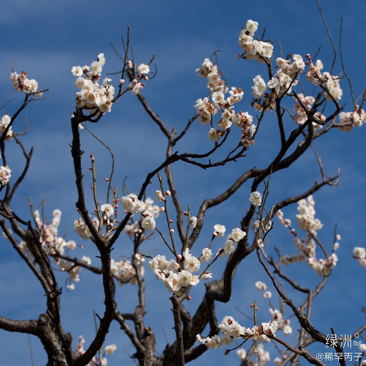 白梅花 树树白梅开水湾,清香氤氲满长川