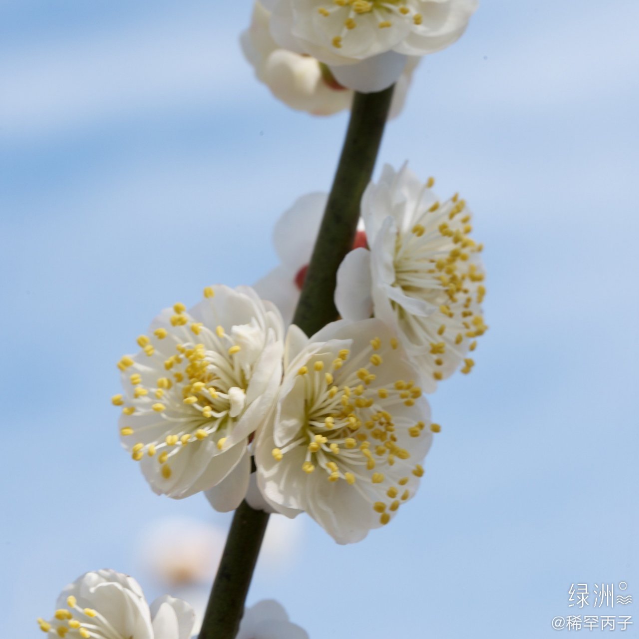 白梅花 树树白梅开水湾,清香氤氲满长川