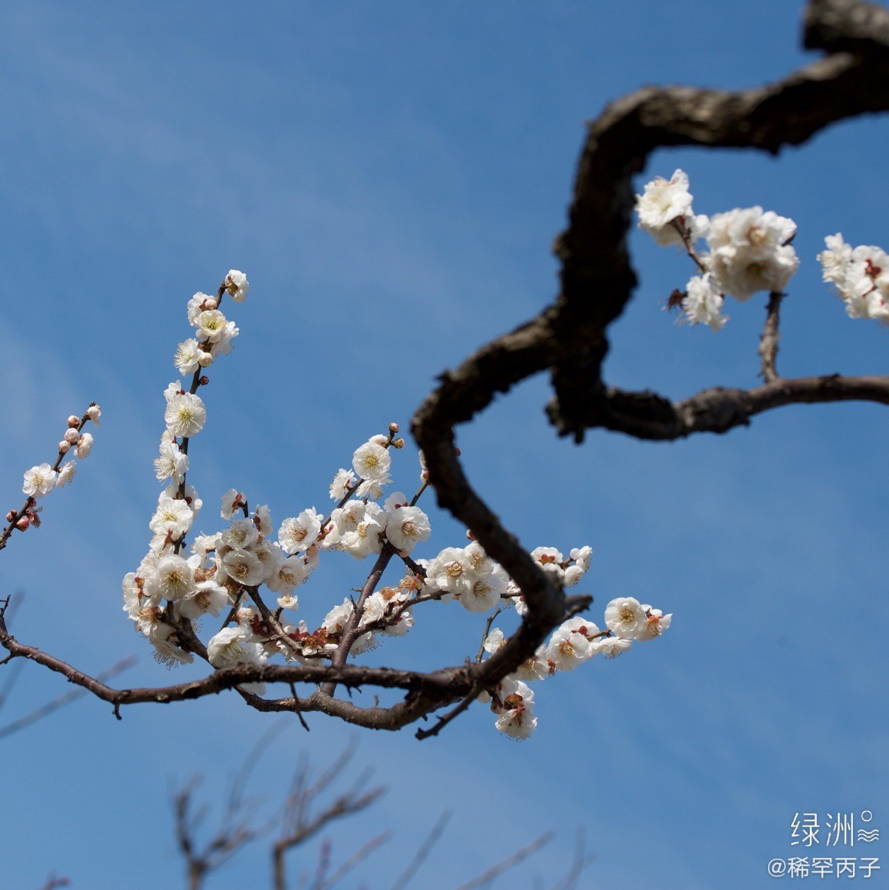 白梅花 树树白梅开水湾,清香氤氲满长川
