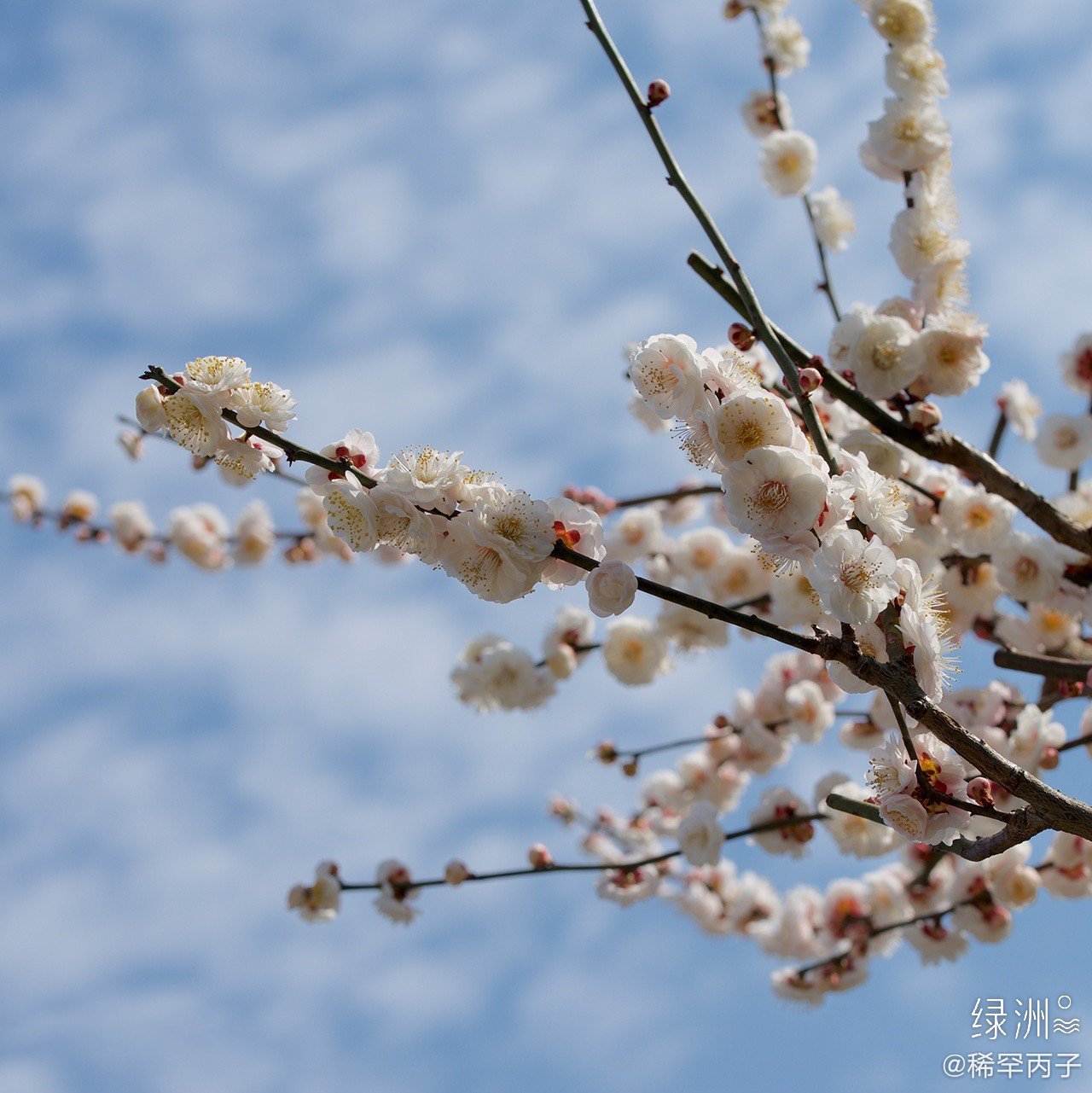 白梅花 树树白梅开水湾,清香氤氲满长川