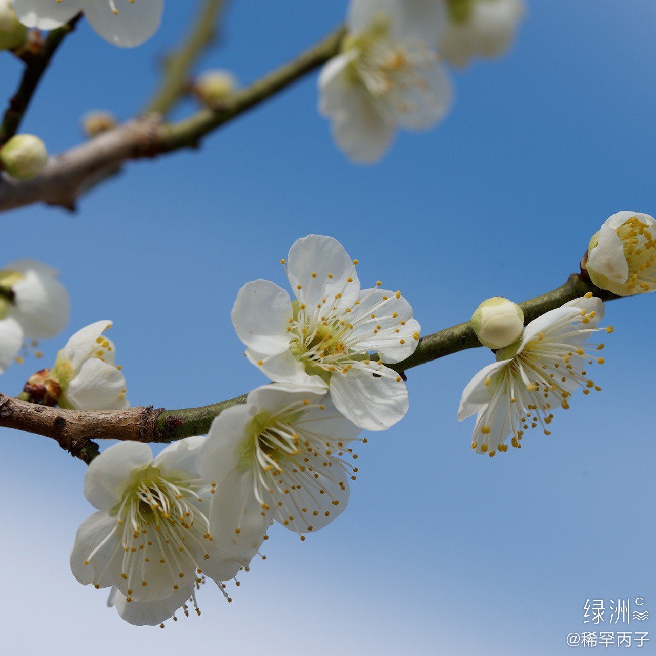 白梅花 树树白梅开水湾,清香氤氲满长川