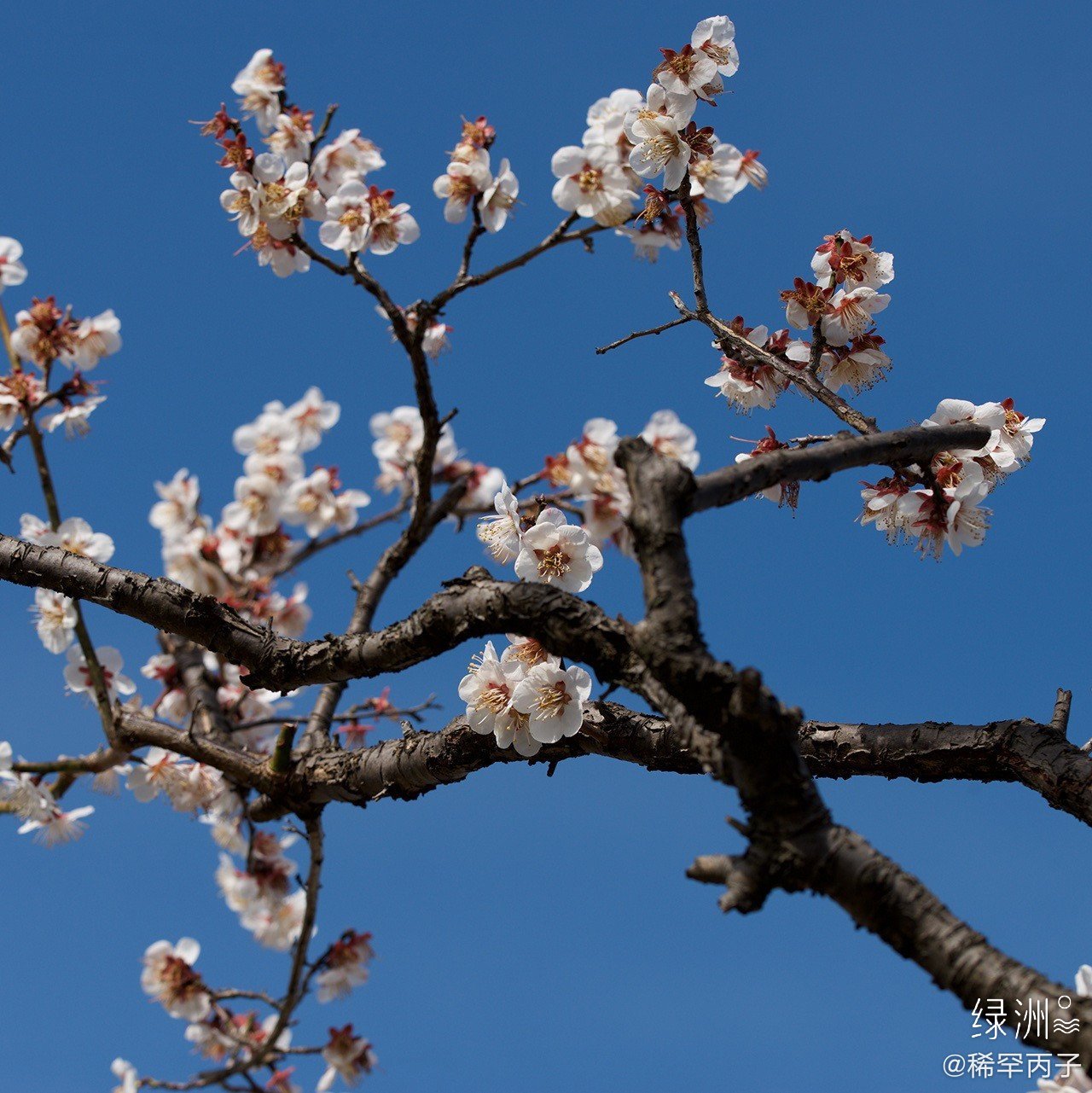 白梅花 树树白梅开水湾,清香氤氲满长川
