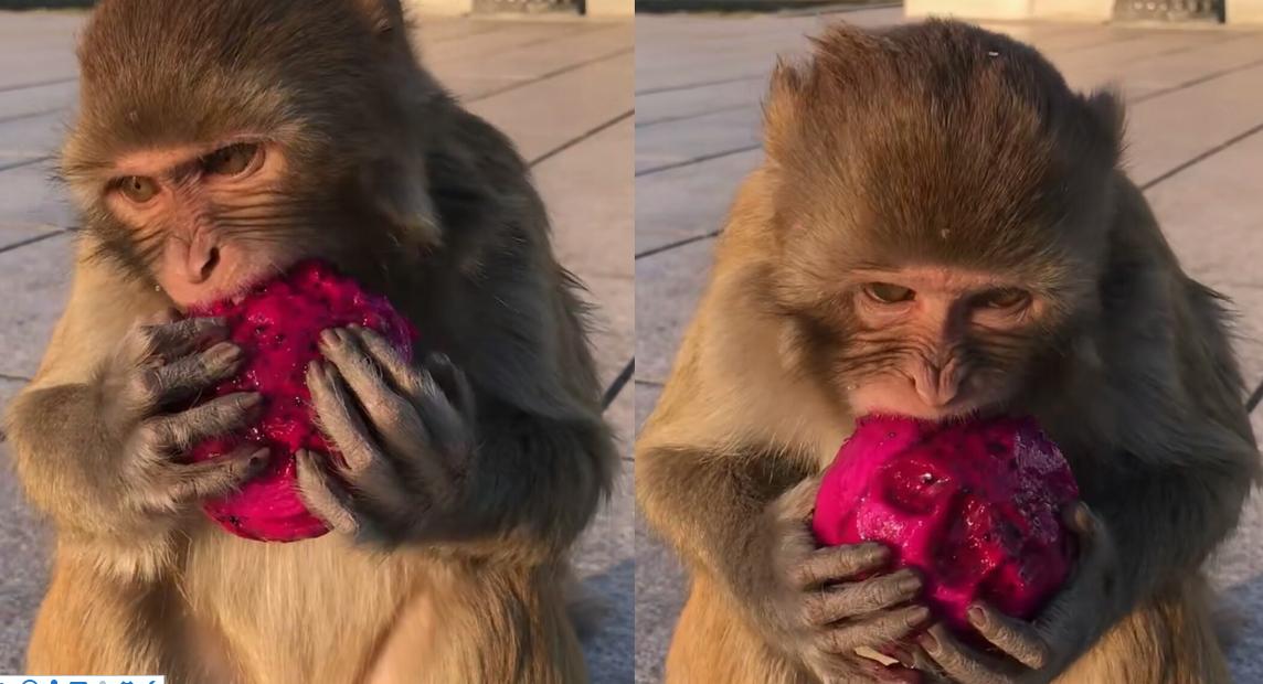 猴子捡到一个火龙果大口的吃起来网友唇彩不错