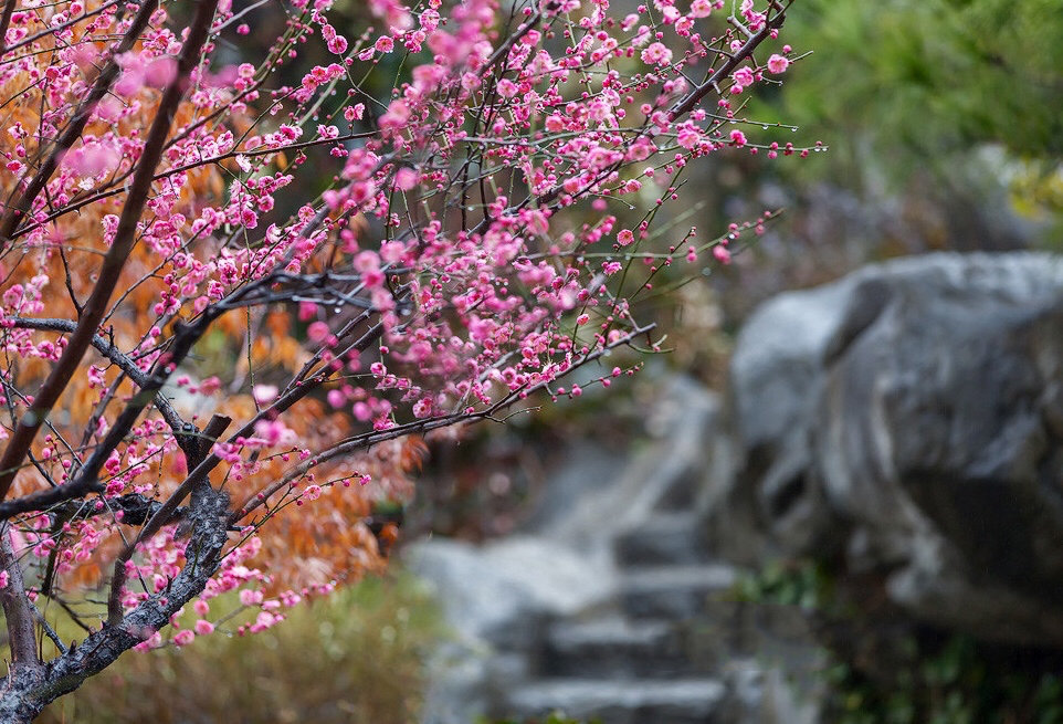 一枝粉花梅,清香美无度._高清图集_新浪网