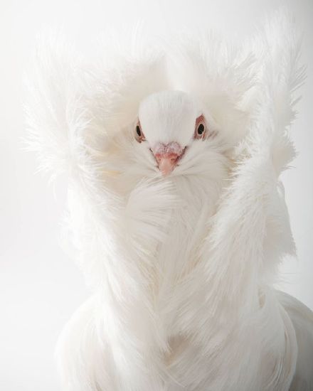 雅各宾鸽世界上最时尚最有名媛范的鸽子