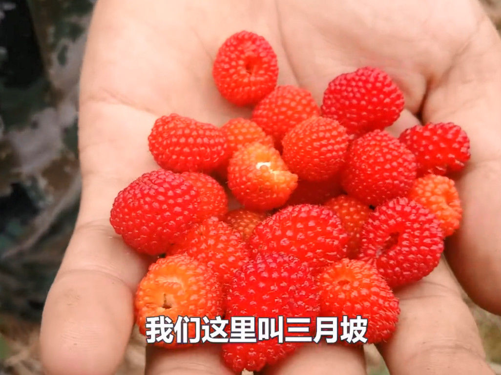 它在小伙家乡人们都管它叫做三月坡,而对于它在百科上的学名则是叫做