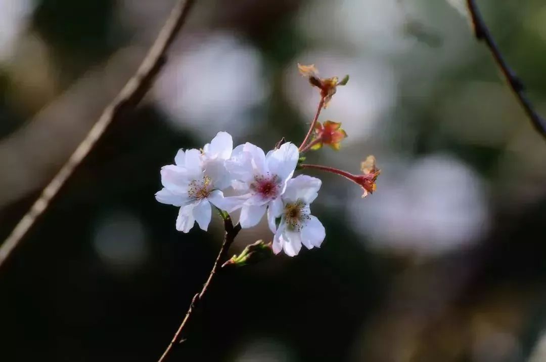 雨情垂枝 花葉同放 花期約8天 屬於垂枝櫻花