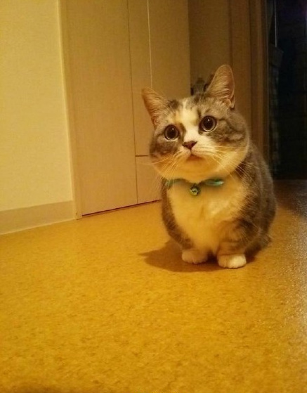 它叫曼赤肯猫又名短腿猫喵了个咪的这下该如何高冷