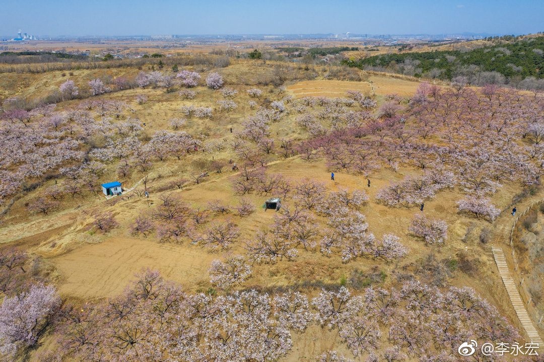 沈阳浑南区沙地沟杏花季摄于2019年4月14日