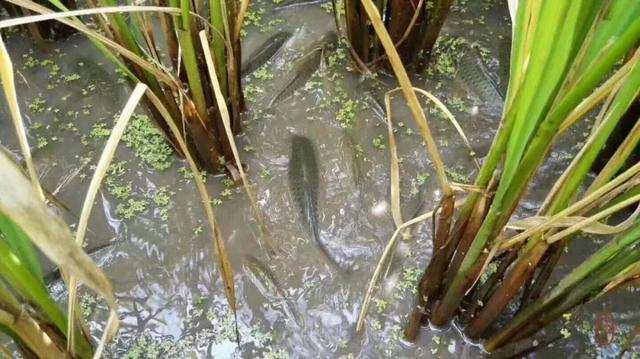 昆明鲜甜到难以抗拒的稻田鱼配方值五百万20年来无人能破解