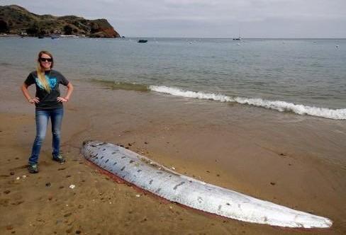 两条"地震鱼"现身日本渔港,民众担心或出现地震海啸,有何关系