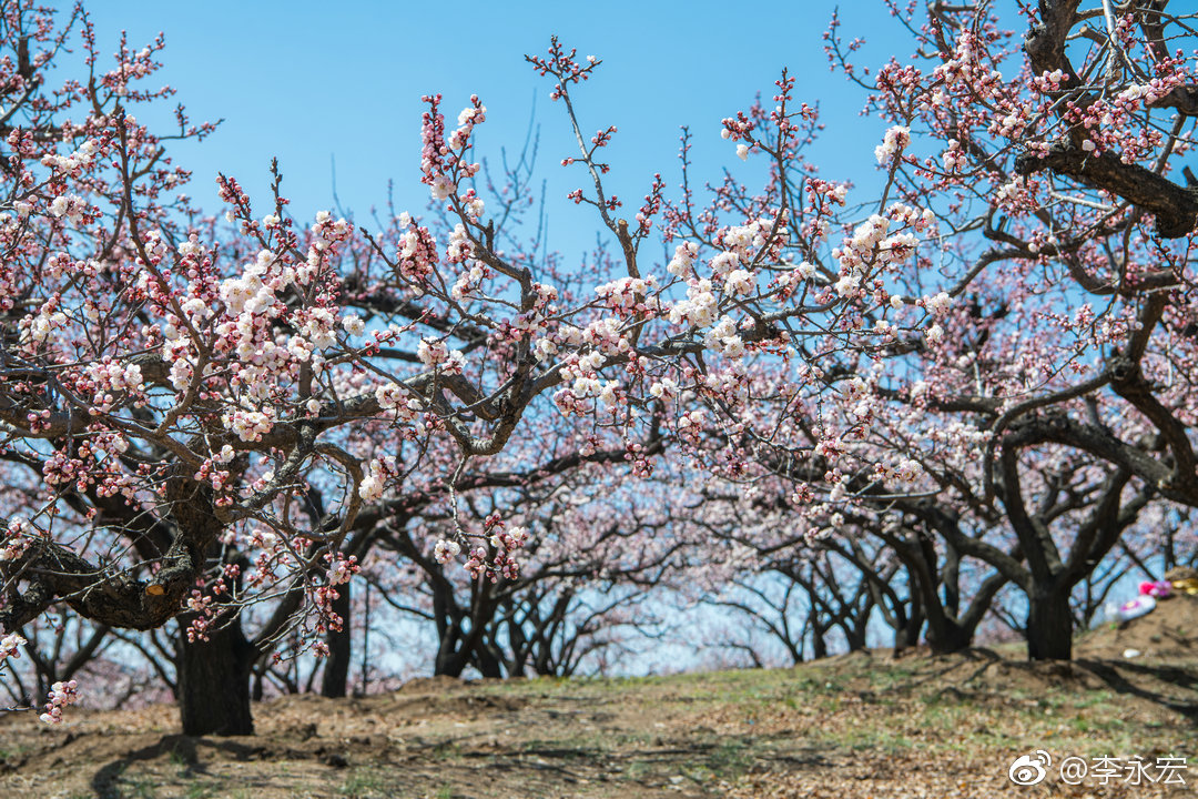 沈阳浑南区沙地沟杏花季摄于2019年4月14日