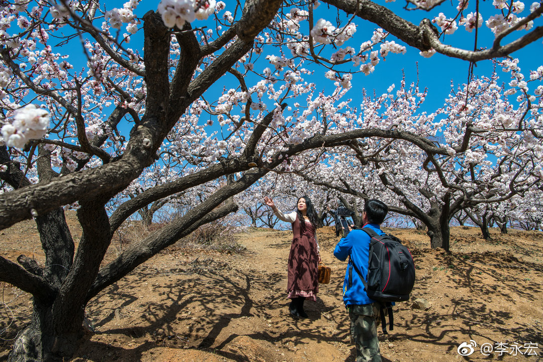 沈阳浑南区沙地沟杏花季摄于2019年4月14日