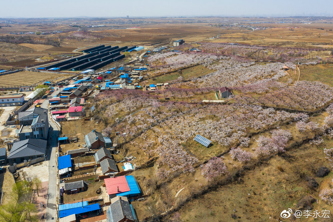 沈阳浑南区沙地沟杏花季摄于2019年4月14日
