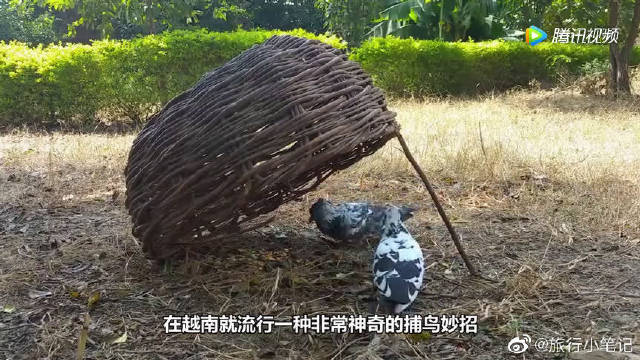 越南农村神奇的捕鸟妙招,只需杆子和胶水,马上收获满满.