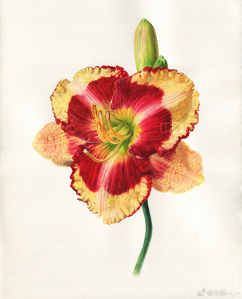 水彩萱草(申内利尔艺术家级 阿诗300g 8k) 这张使用了申内利尔