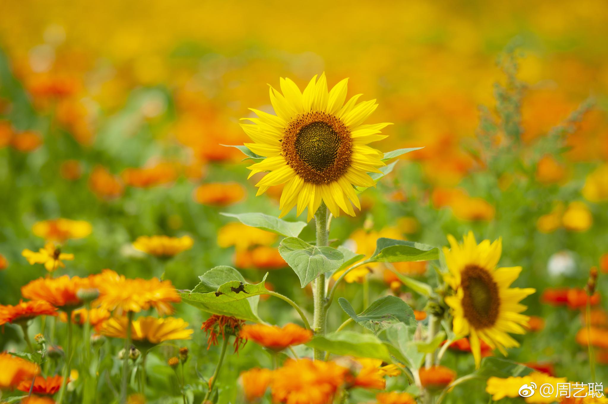 海沧蔡尖尾山下鲜花盛开!图片@周艺聪