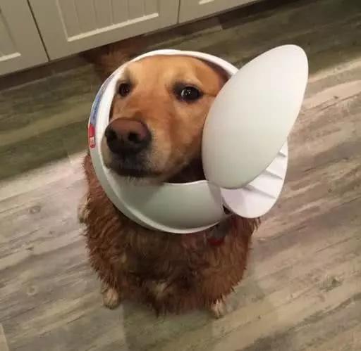 10张让人"会心一笑"的动物囧图,它们蠢萌起来真是可爱到不行!