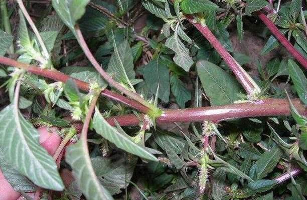 农村的母猪喜欢吃这"野草",以前的人用煲汤炒菜,现在难见到