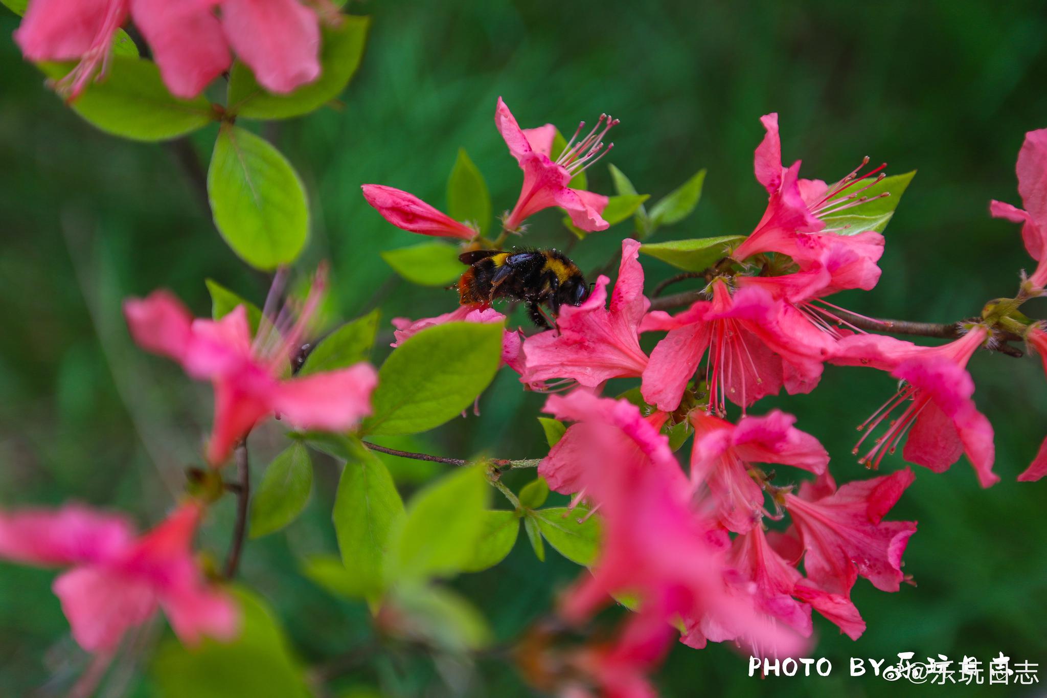 刚走出索道站,就看到大片的云锦杜鹃,淡紫,粉的,红的,雪白色